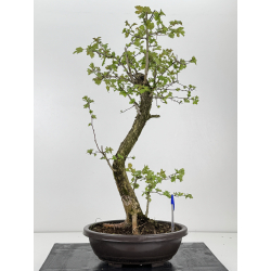 Crataegus monogyna -espino- I-8564