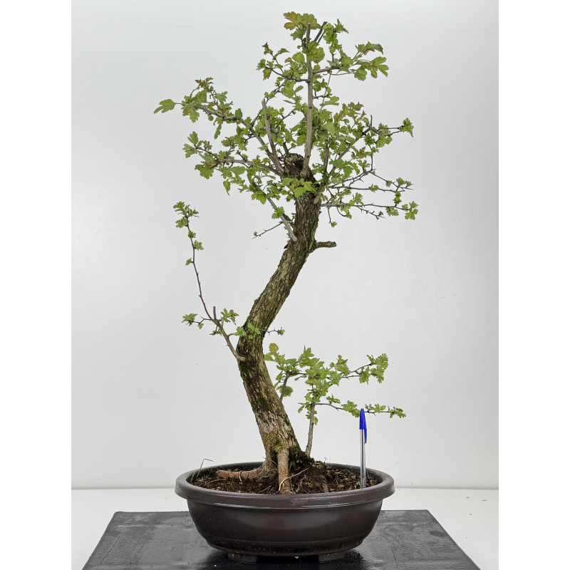 Crataegus monogyna I-8564