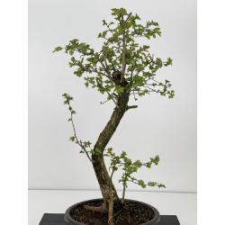 Crataegus monogyna -espino- I-8564 vista 2