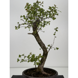 Crataegus monogyna -espino- I-8564 vista 3