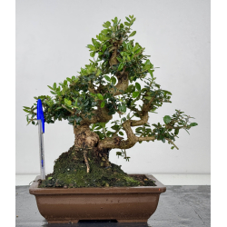 Olea europaea sylvestris -olivo acebuche- I-8565