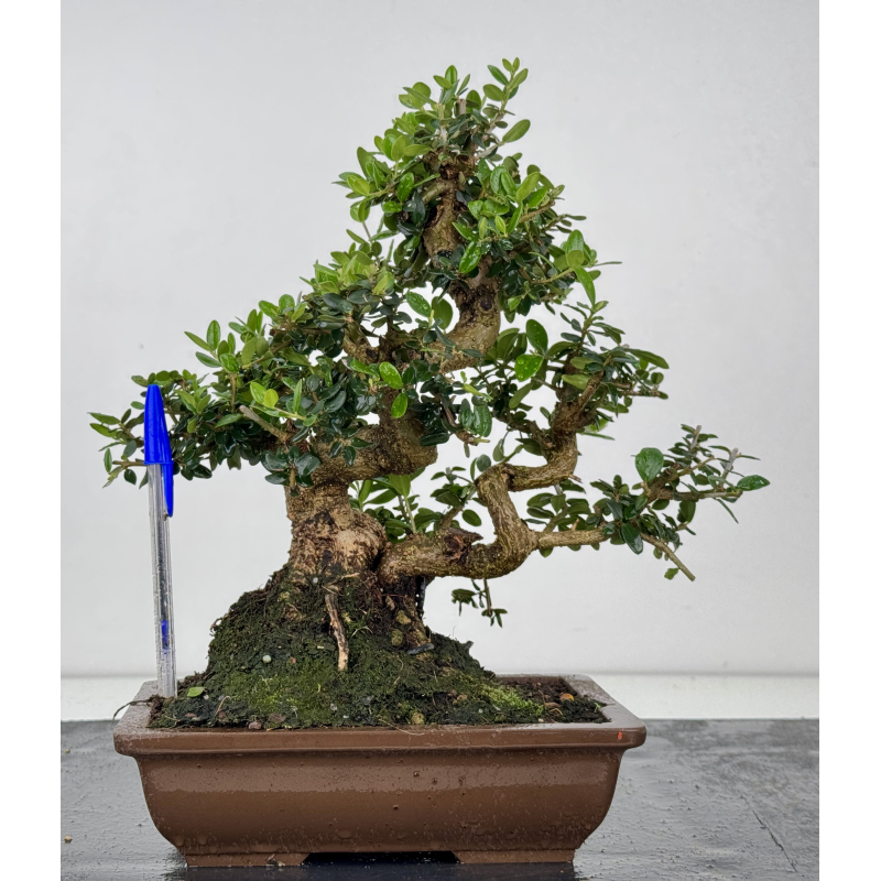 Olea europaea sylvestris -olivo acebuche- I-8565