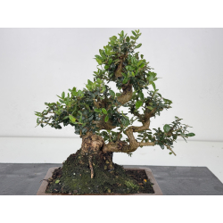 Olea europaea sylvestris -olivo acebuche- I-8565 vista 2