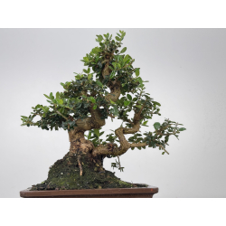 Olea europaea sylvestris I-8565 view 3