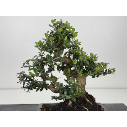 Olea europaea sylvestris -olivo acebuche- I-8565 vista 4