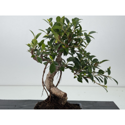 Ficus retusa I-8570 vista 2