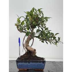 Ficus retusa I-8570