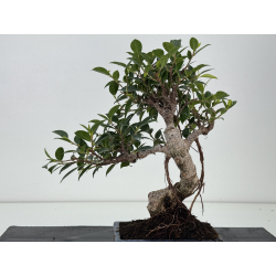 Ficus retusa I-8570 vista 3