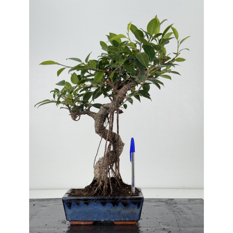 Ficus retusa I-8571