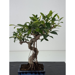 Ficus retusa I-8571 vista 2