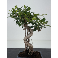 Ficus retusa I-8571 vista 3