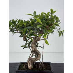 Ficus retusa I-8572 vista 2