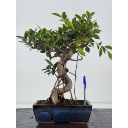 Ficus retusa I-8572
