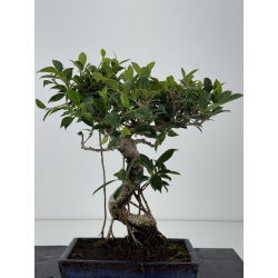 Ficus retusa I-8572 vista 3