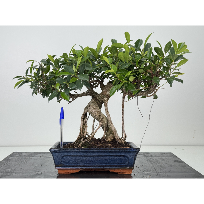 Ficus retusa I-8573