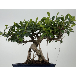 Ficus retusa I-8573 vista 3