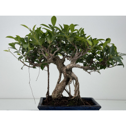 Ficus retusa I-8573 vista 4