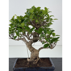 Ficus retusa I-8574 vista 2