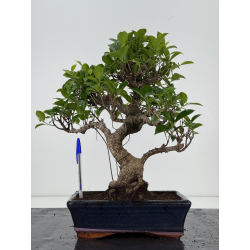 Ficus retusa I-8574