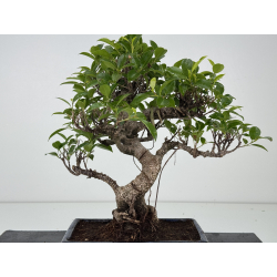 Ficus retusa I-8574 view 3
