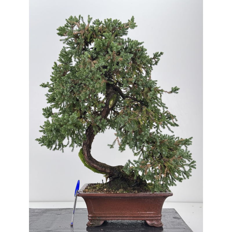 Juniperus procumbens nana -sonare-  I-8566