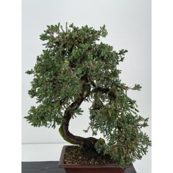 Juniperus procumbens nana -sonare-  I-8566 vista 2