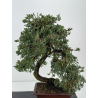 Juniperus procumbens nana -sonare-  I-8566 view 2