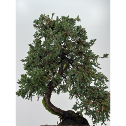 Juniperus procumbens nana -sonare-  I-8566 vista 3