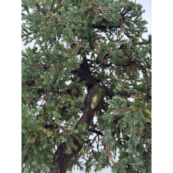 Juniperus procumbens nana -sonare-  I-8566 vista 4