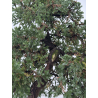 Juniperus procumbens nana -sonare-  I-8566 view 4