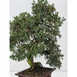 Juniperus procumbens nana -sonare-  I-8566 vista 5