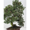 Juniperus procumbens nana -sonare-  I-8566 view 5