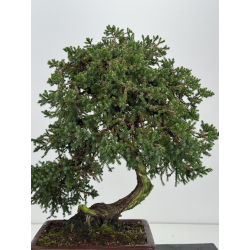 Juniperus procumbens nana -sonare-  I-8566 vista 6