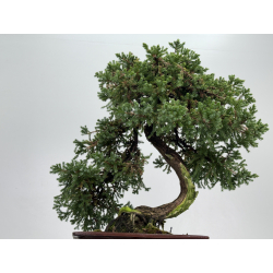 Juniperus procumbens nana -sonare-  I-8566 vista 7