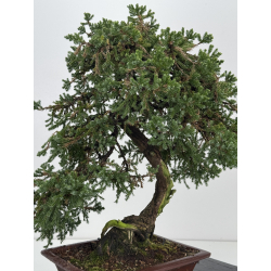 Juniperus procumbens nana -sonare-  I-8566 vista 8