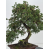Juniperus procumbens nana -sonare-  I-8566 view 8