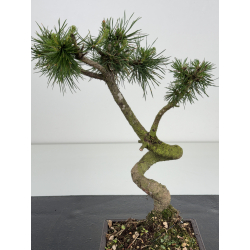Pinus sylvestris I-8580 view 2