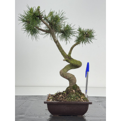 Pinus sylvestris -pino s- europeo- I-8580