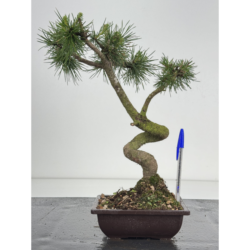 Pinus sylvestris I-8580