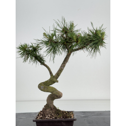 Pinus sylvestris I-8580 view 3