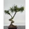 Pinus sylvestris -pino s- europeo- I-8580 vista 3