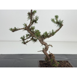 Pinus sylvestris I-8581 view 2