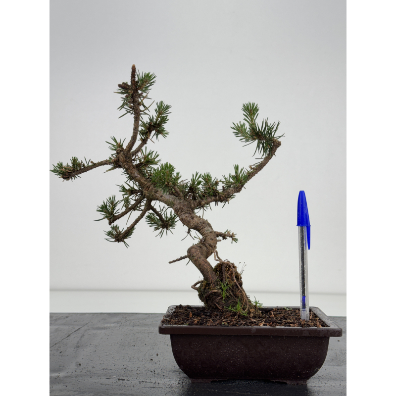 Pinus sylvestris I-8581