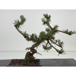 Pinus sylvestris I-8581 view 3