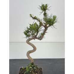 Pinus sylvestris -pino s- europeo- I-8582 vista 2