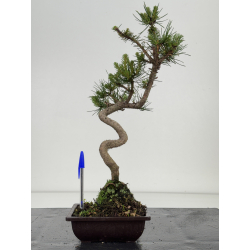 Pinus sylvestris -pino s- europeo- I-8582
