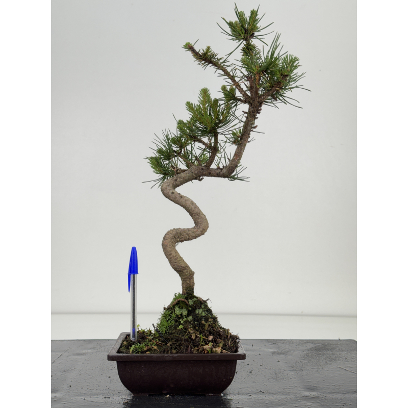 Pinus sylvestris -pino s- europeo- I-8582
