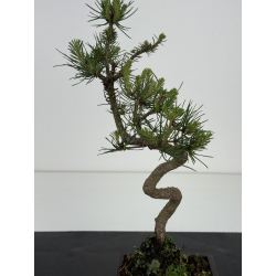 Pinus sylvestris -pino s- europeo- I-8582 vista 3
