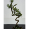 Pinus sylvestris I-8582 view 3