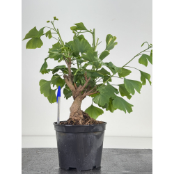 Ginkgo biloba I-8575